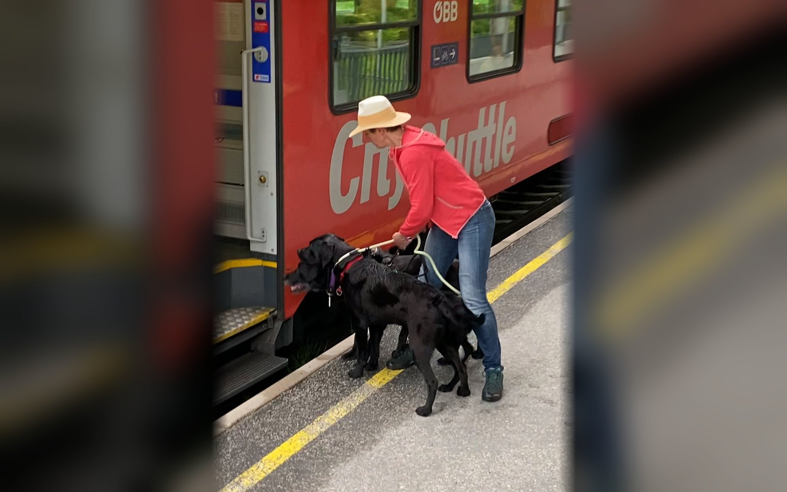 Una persona di riferimento sale su un treno internazionale con un piccolo gruppo di cani