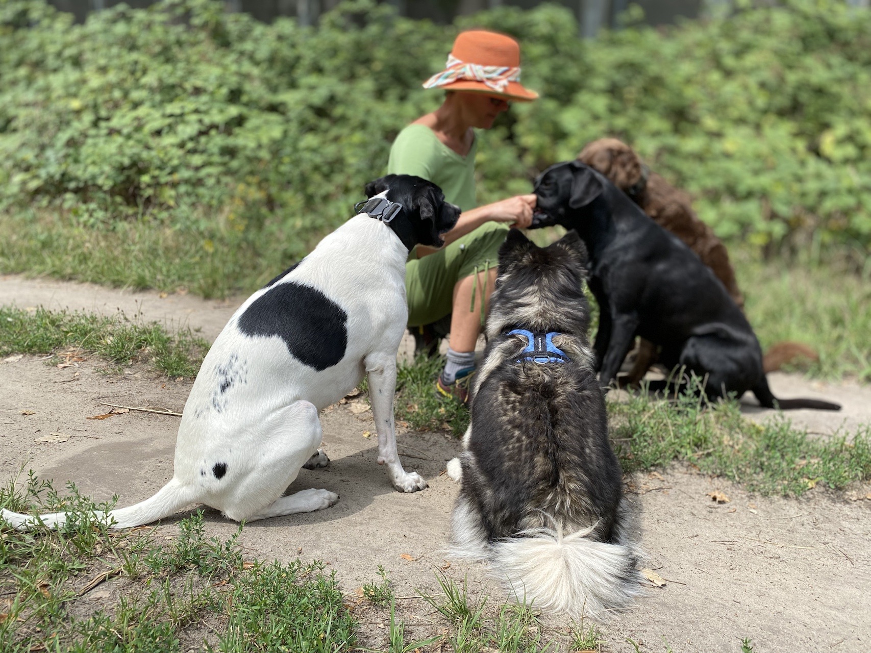 Una persona di riferimento con il volto ombreggiato presta attenzione personale a un gruppo eterogeneo di cani durante una passeggiata