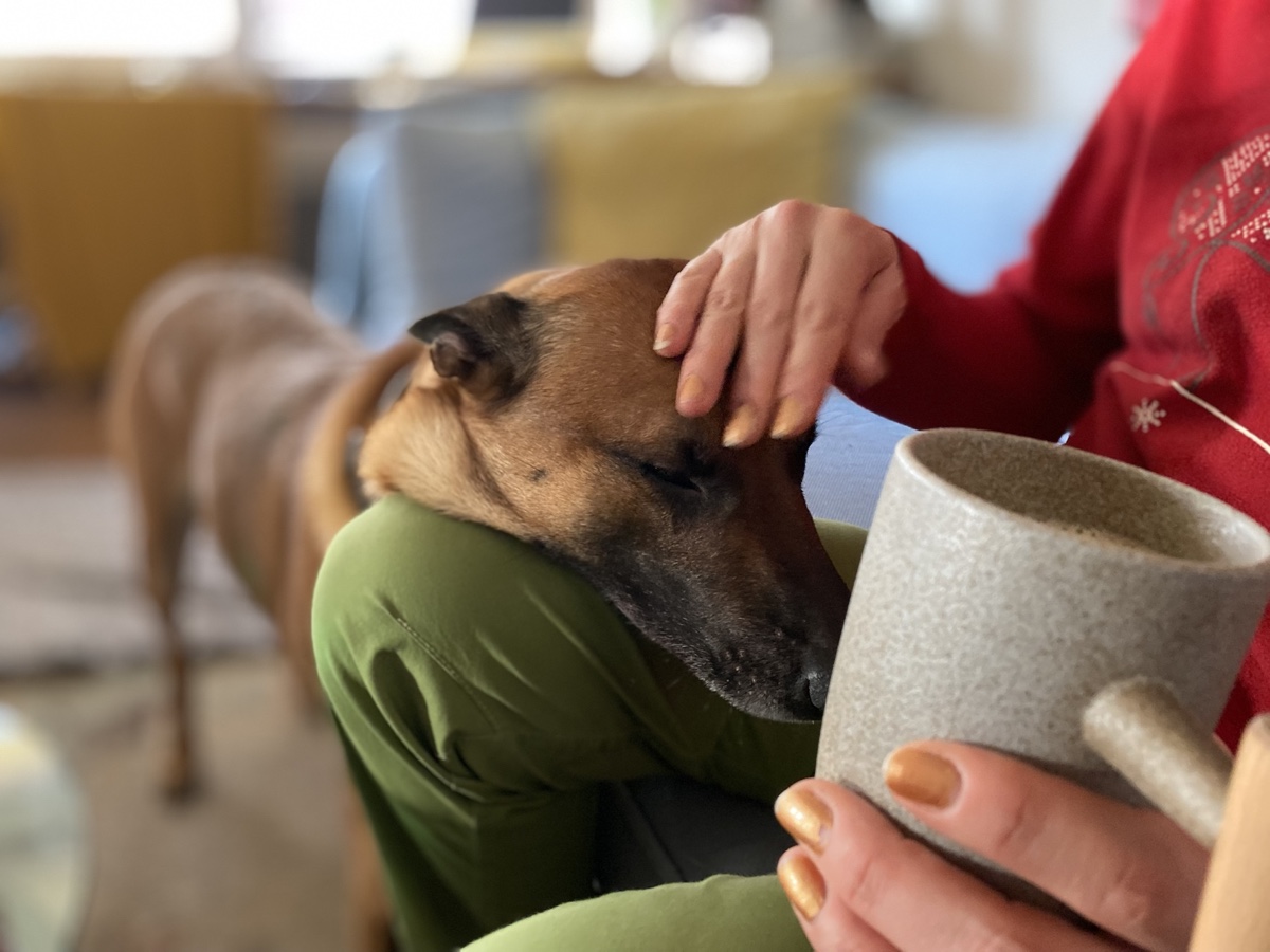 Un cane rilassato riceve un'attenzione personale e calma da parte del suo persona di riferimento