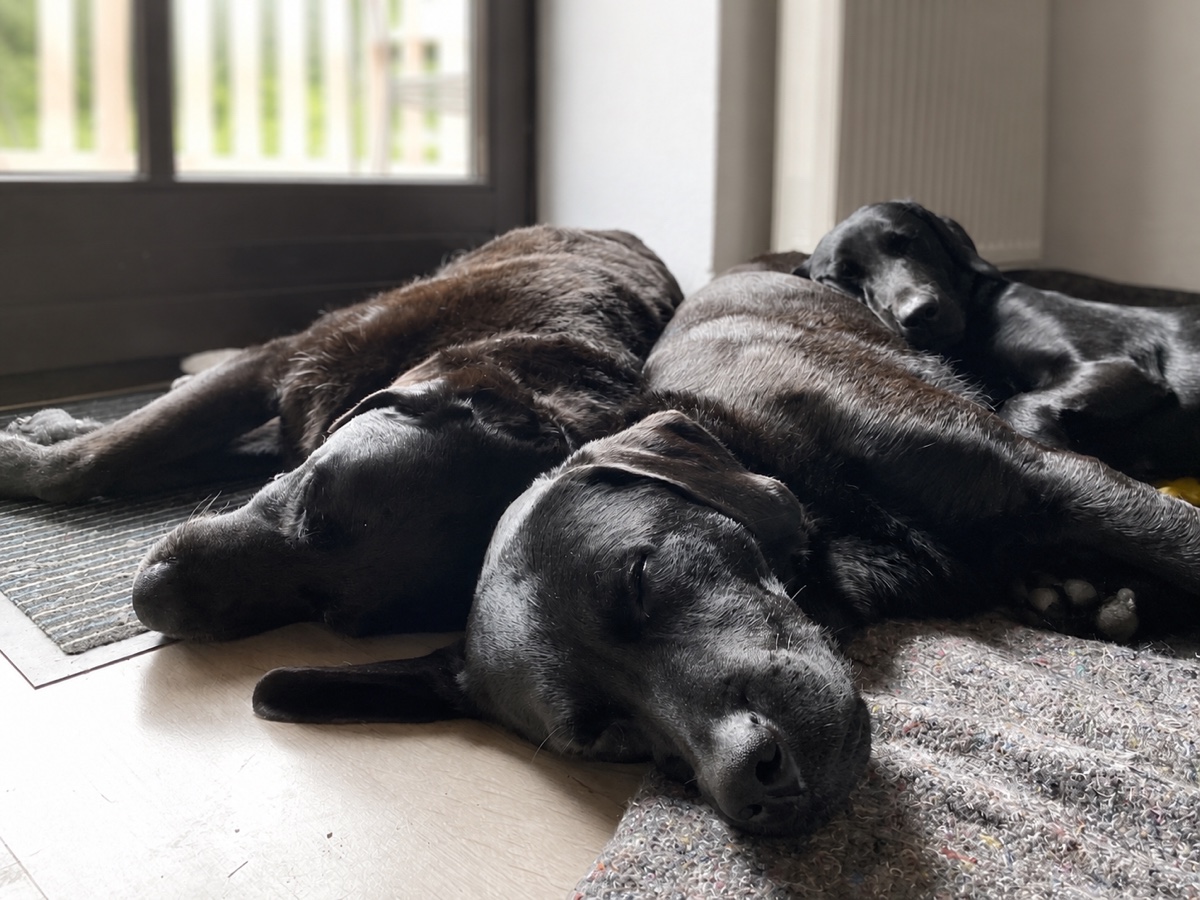 Un piccolo gruppo di cani dorme tranquillamente insieme, curati in ambiente familiare