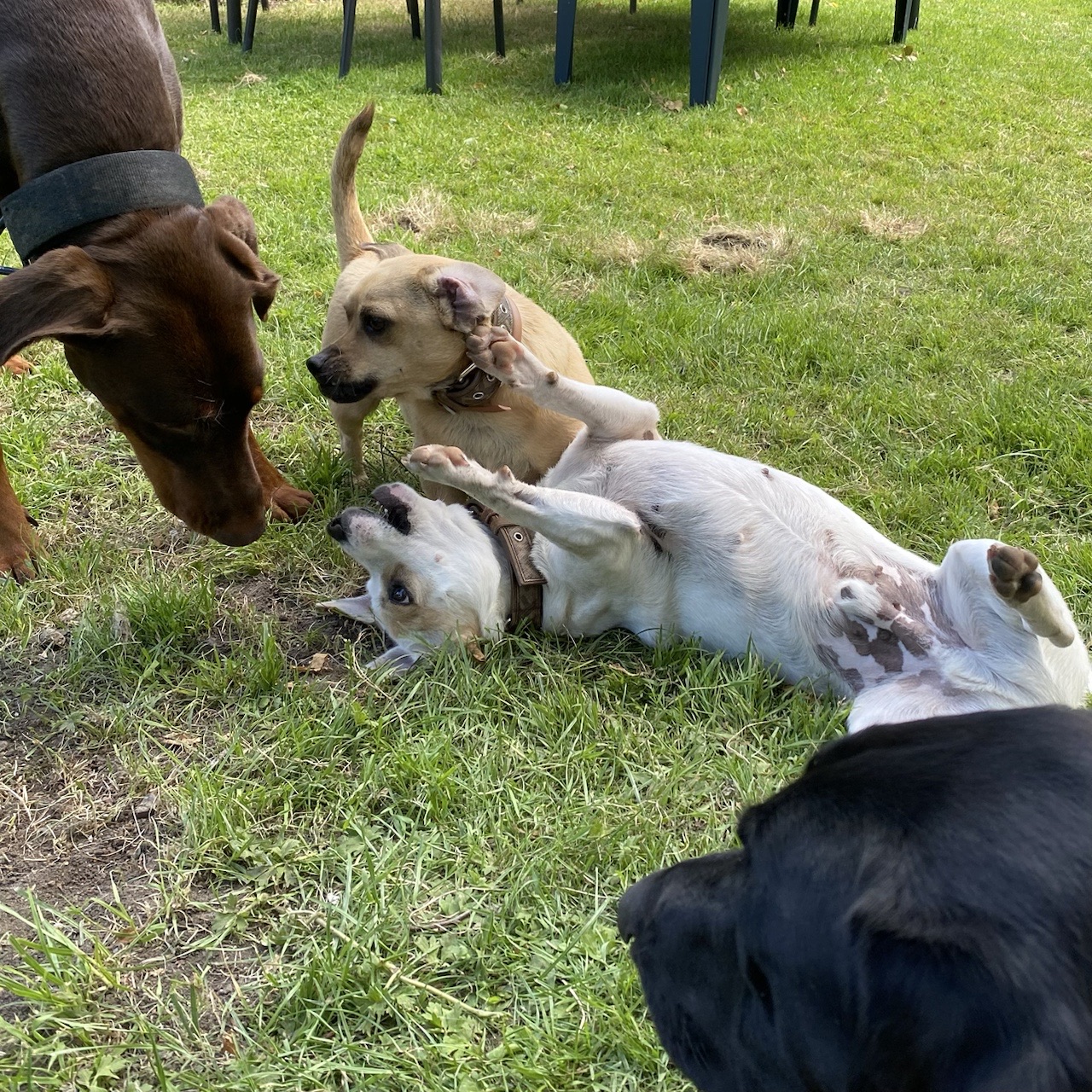 Tre cani stabiliscono un contatto calmo e rilassato nell'erba