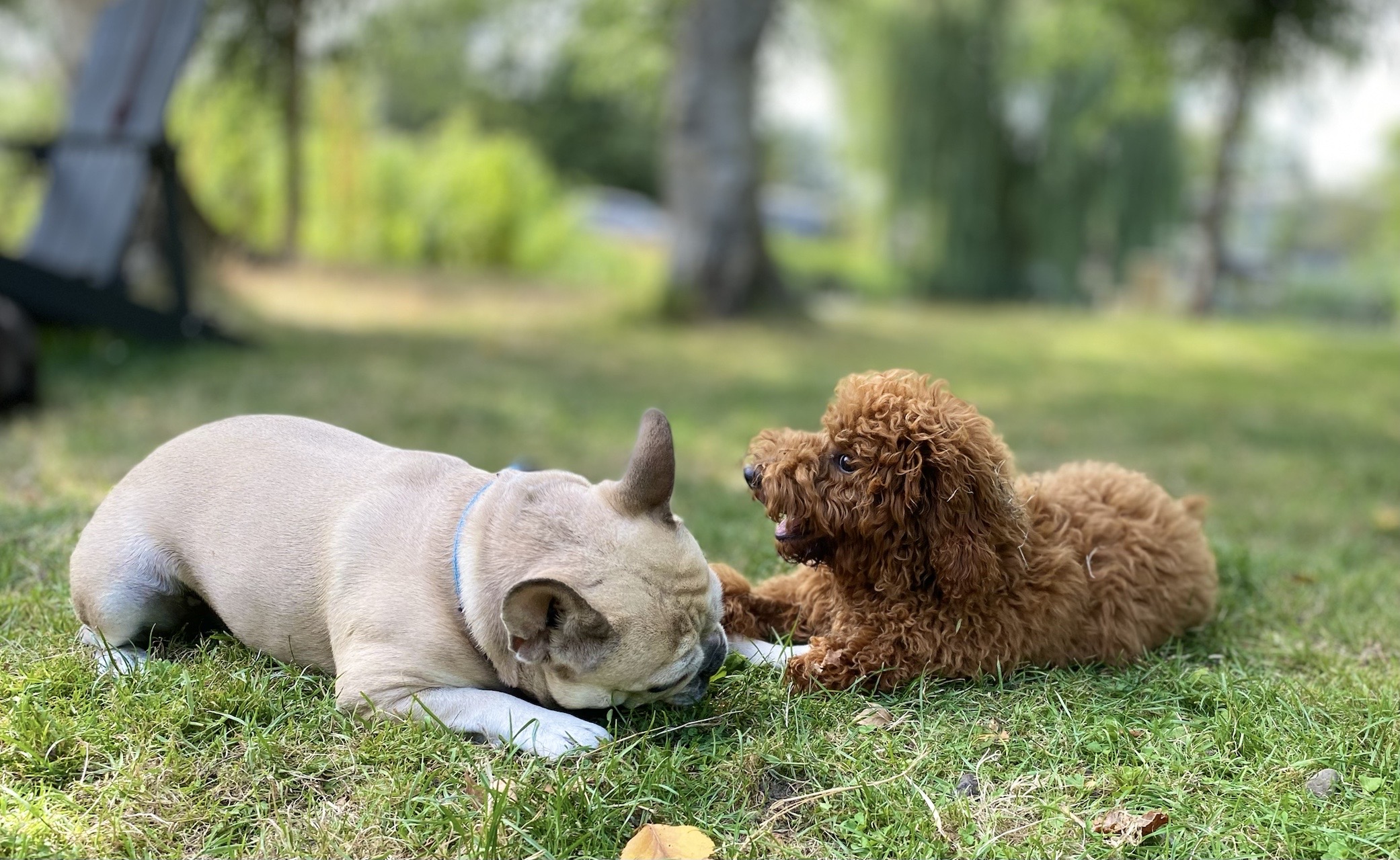 Ein ausgewogenes Programm für junge und aktive Hunde — Hondenhotel Amsterdam