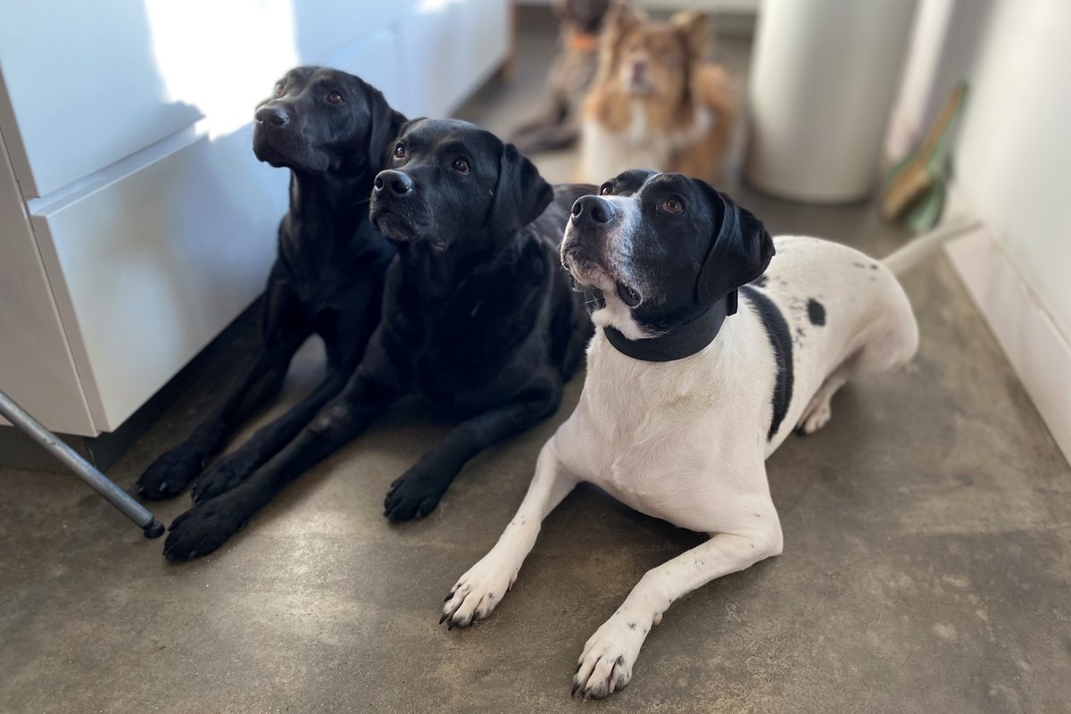 Tre cani di diverse dimensioni aspettano insieme con calma e attenzione, accuditi a casa
