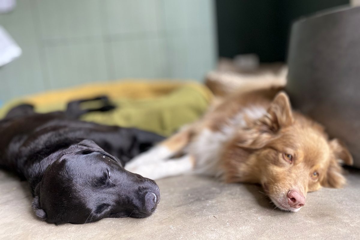 Due cani riposano tranquillamente uno accanto all'altro mentre vengono accuditi come a casa