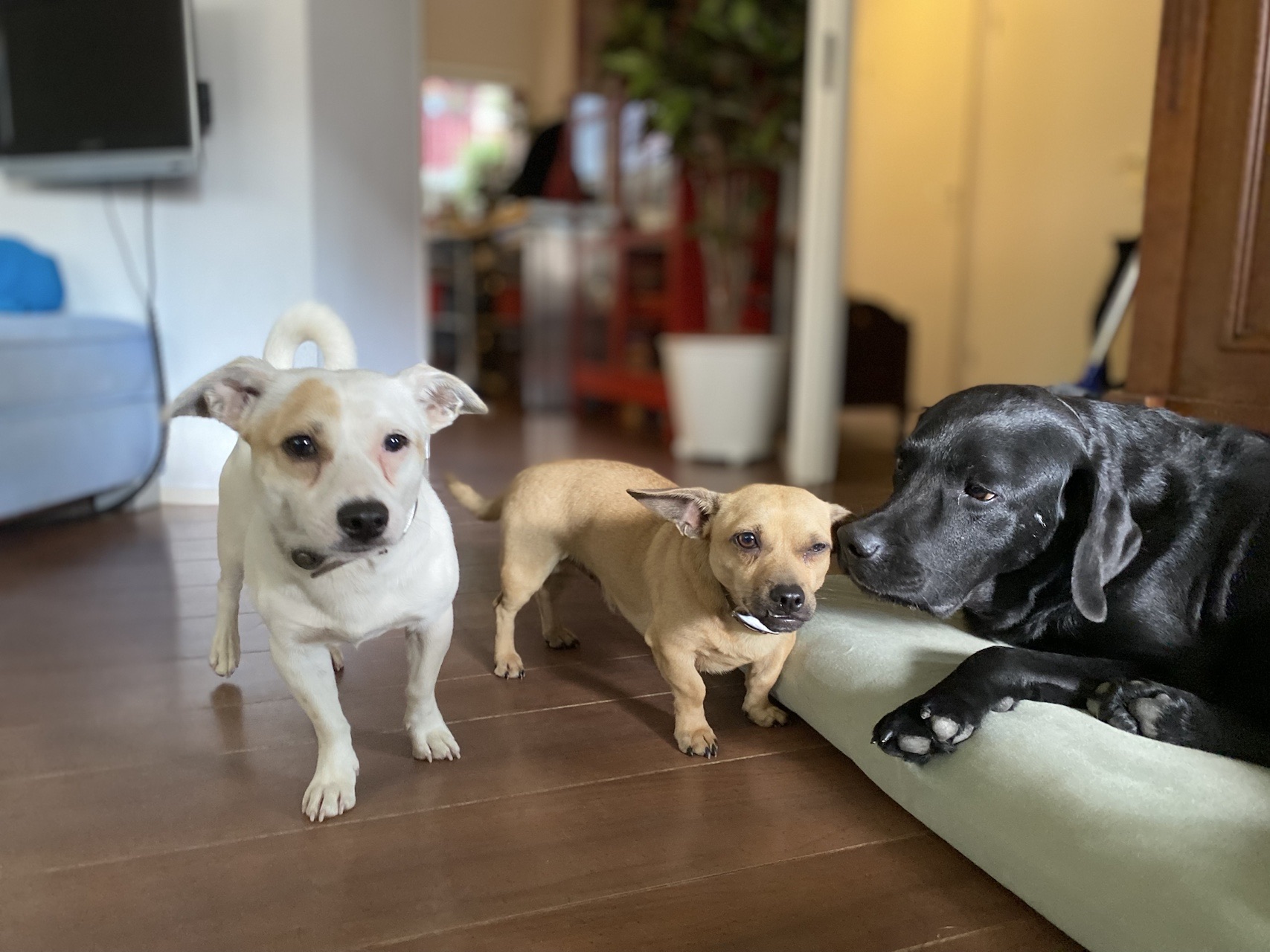 Tre cani di diverse dimensioni si rilassano insieme coccolandosi in ambiente familiare