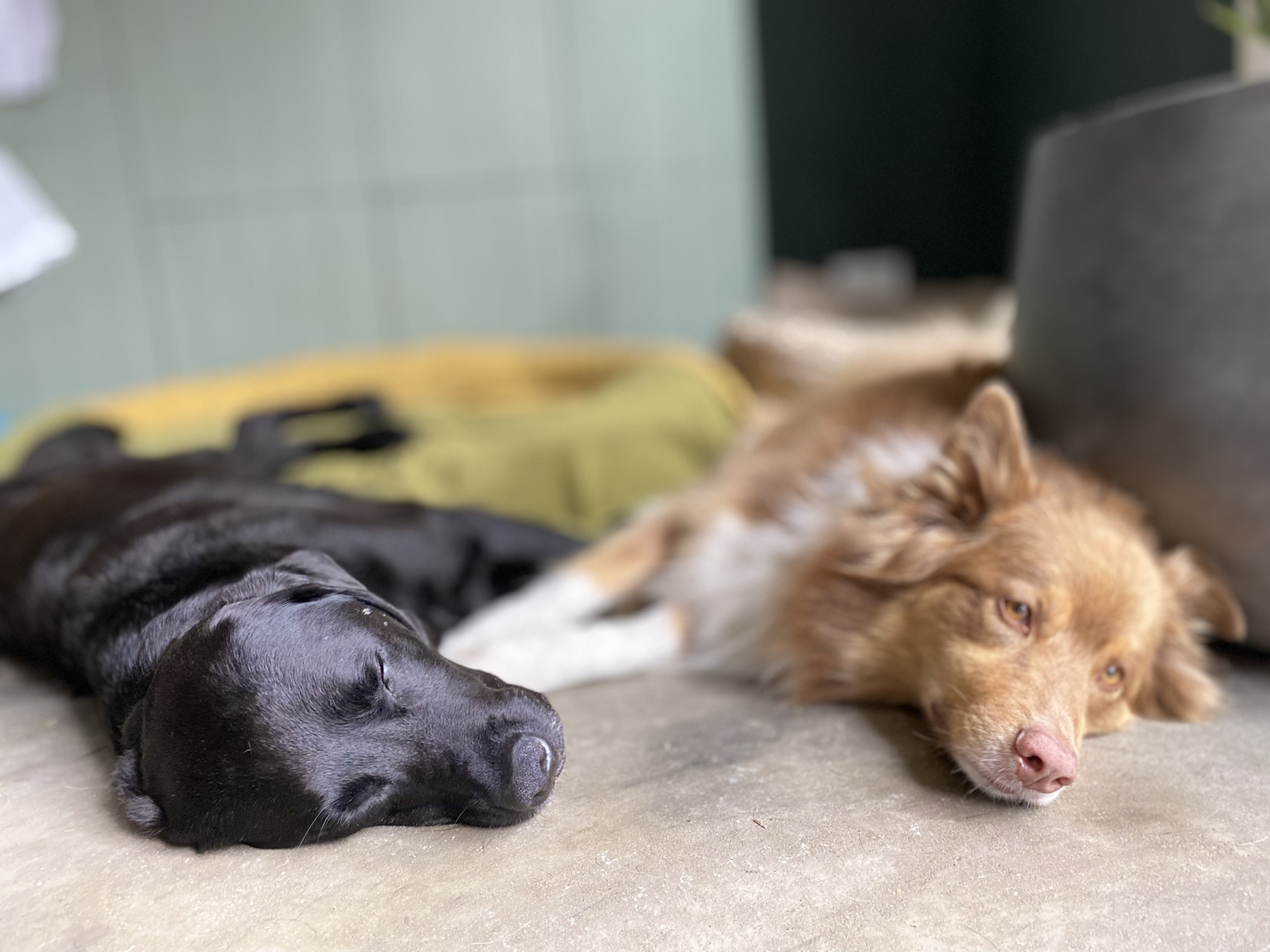 Twee honden rusten ontspannen samen in een huiselijke omgeving