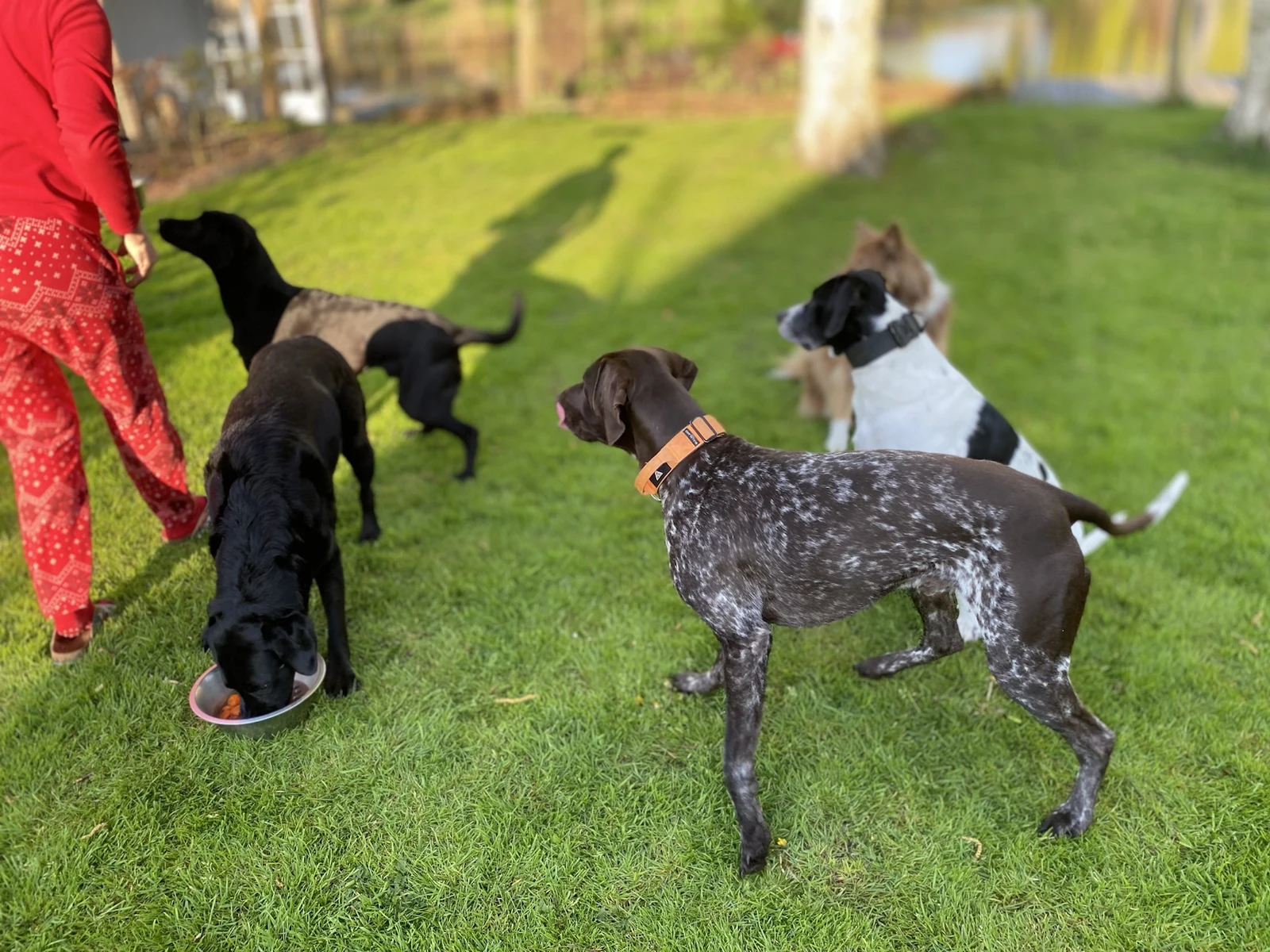 Verzorger geeft een hond buiten zijn vertrouwde maaltijd