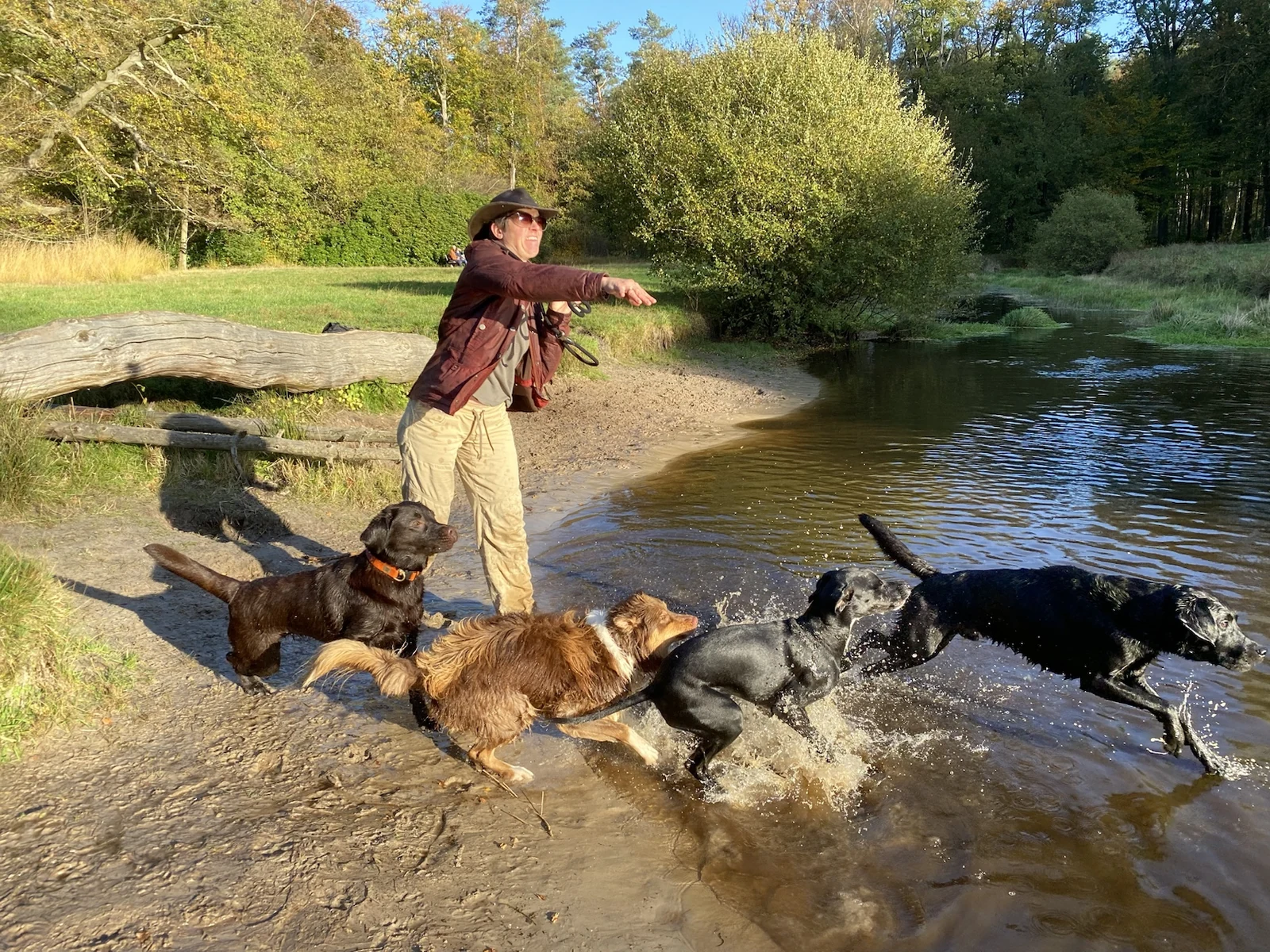 Een vaste verzorger begeleidt een kleine groep honden tijdens een lange wandeling met waterpret