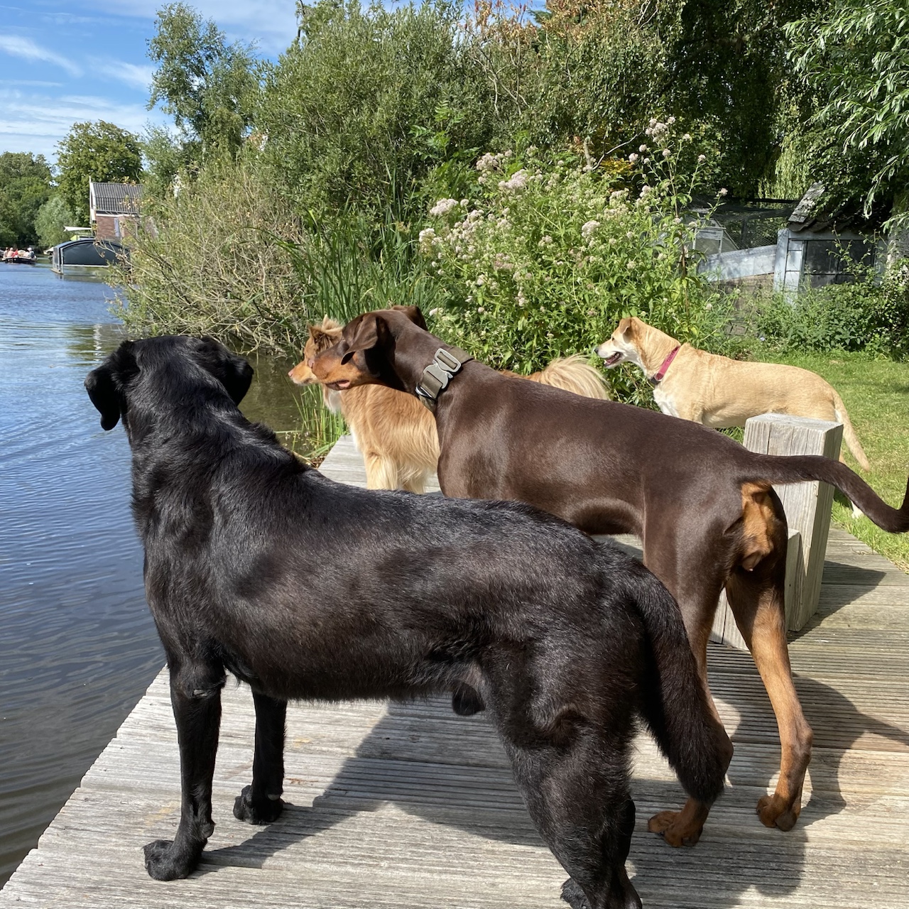 Honden van verschillende rassen kijken samen uit over het water in Waterland