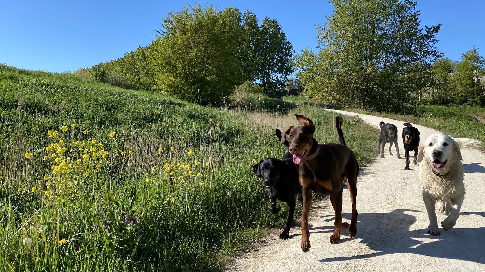 Un piccolo gruppo di cani cammina tranquillamente lungo un sentiero tra canne, alberi e fiori nel verde paesaggio a nord di Amsterdam