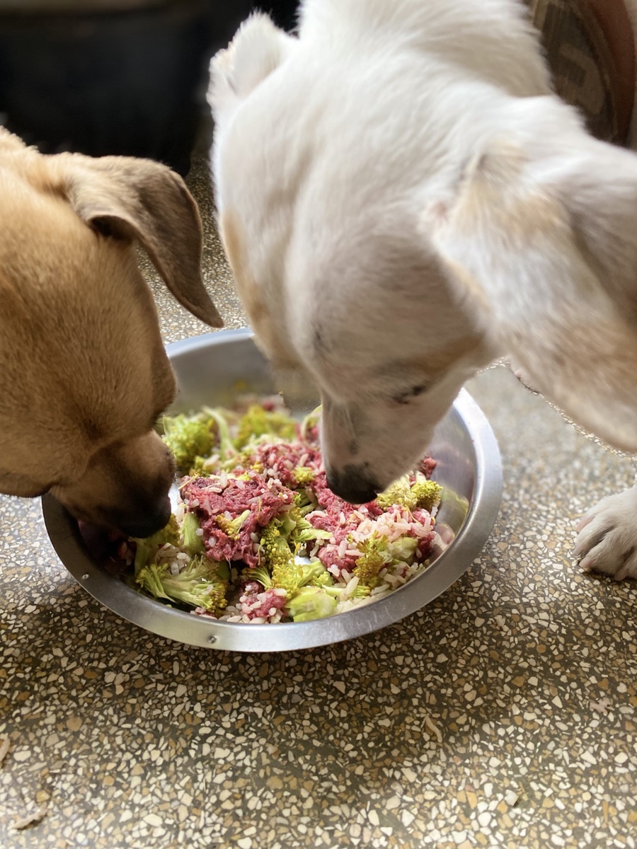 Due cani mangiano un pasto appena preparato da una ciotola di metallo