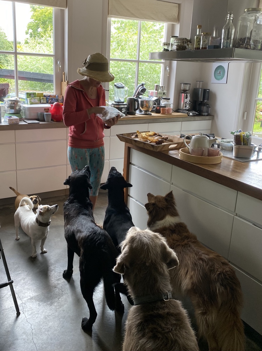 La persona di riferimento prepara il cibo abituale dei cani in cucina mentre aspettano tranquillamente