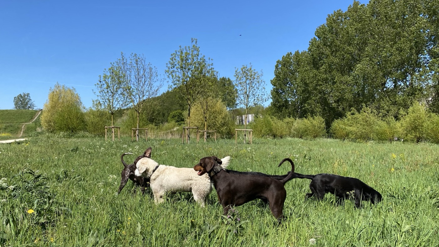 I cani annusano e si muovono liberamente attraverso l'erba alta in un ambiente verde