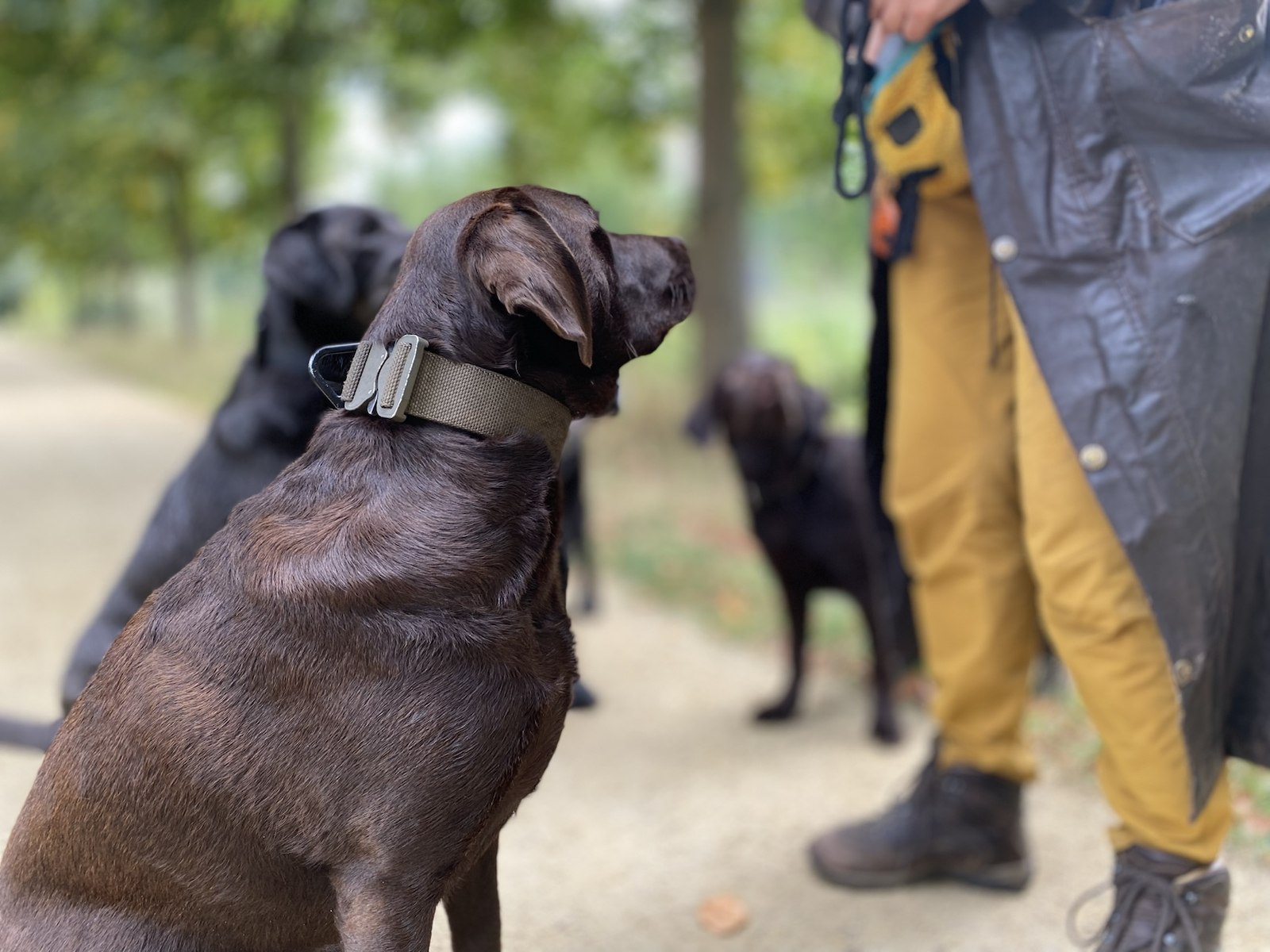 集団散歩中に顔なじみのケア担当者を注意深く見つめる犬