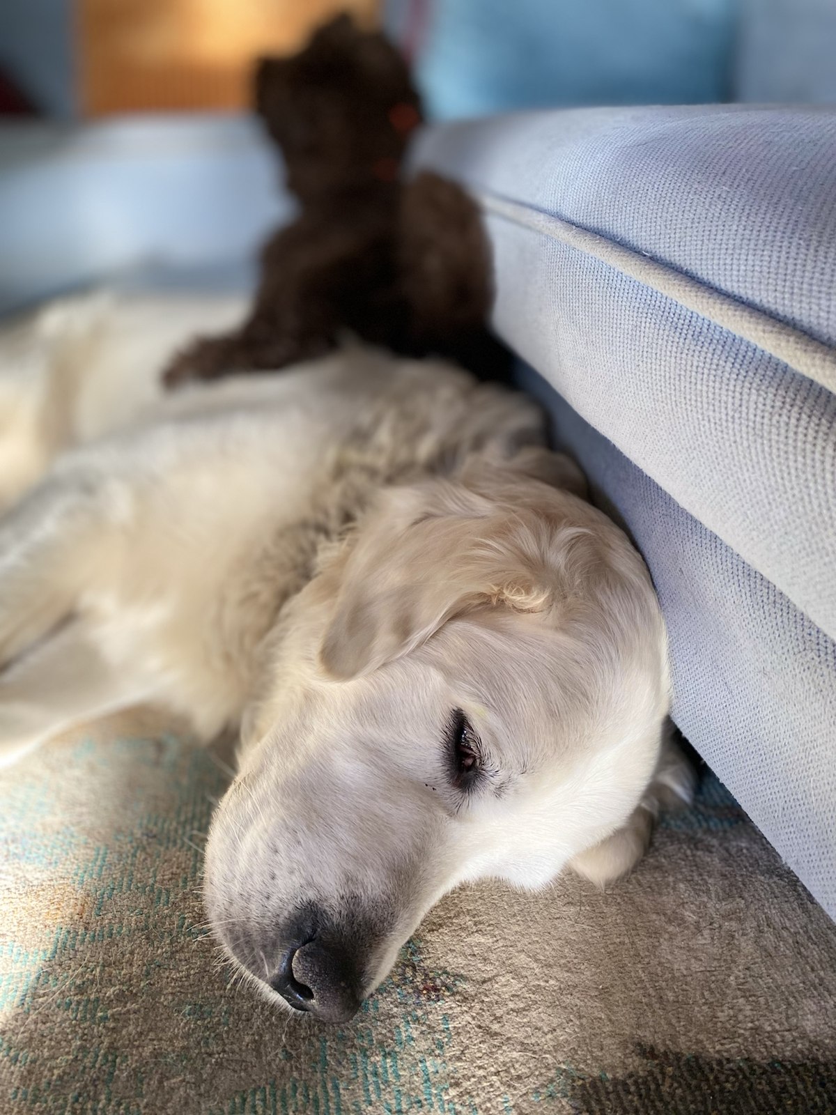 ソファのそばの柔らかい場所で快適に休む年老いた白い犬