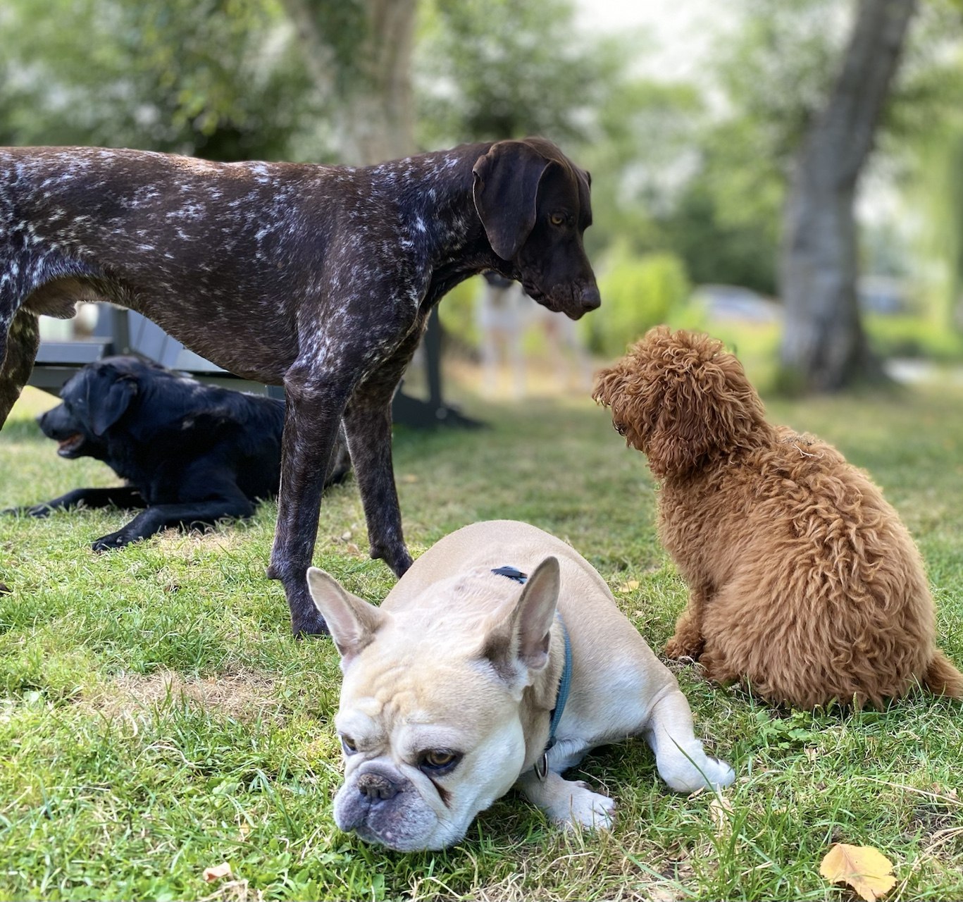 大きさの異なる4匹の犬が芝生の上で静かにお互いにスペースを譲り合う