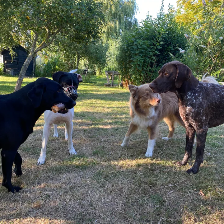 Duitse Staander verblijft rustig tussen vertrouwde honden in de tuin van het hondenhotel