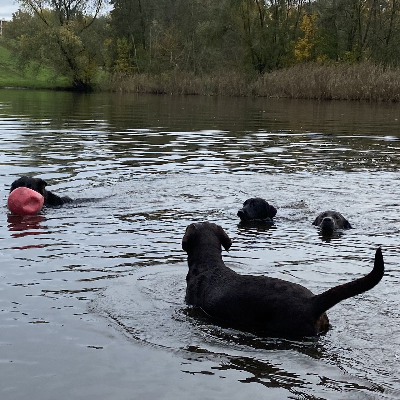 Groep honden zwemt en speelt samen in open water