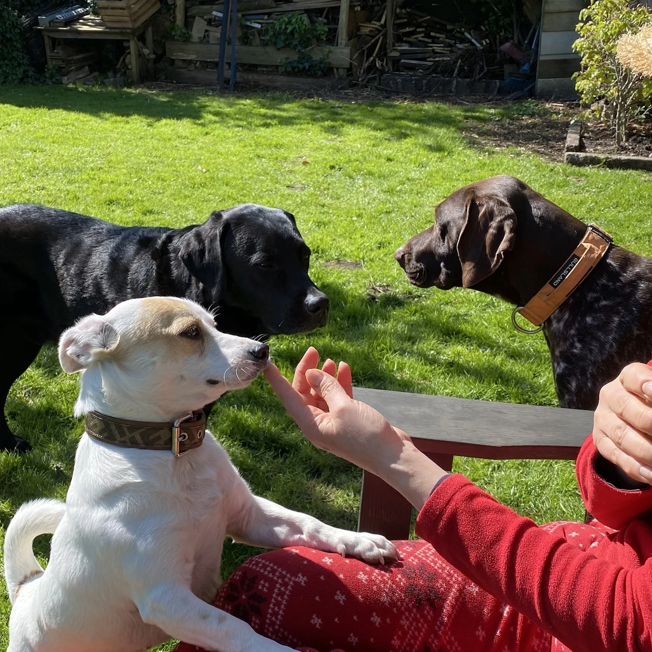 Een vaste verzorger zit rustig tussen meerdere honden en observeert de groep van dichtbij