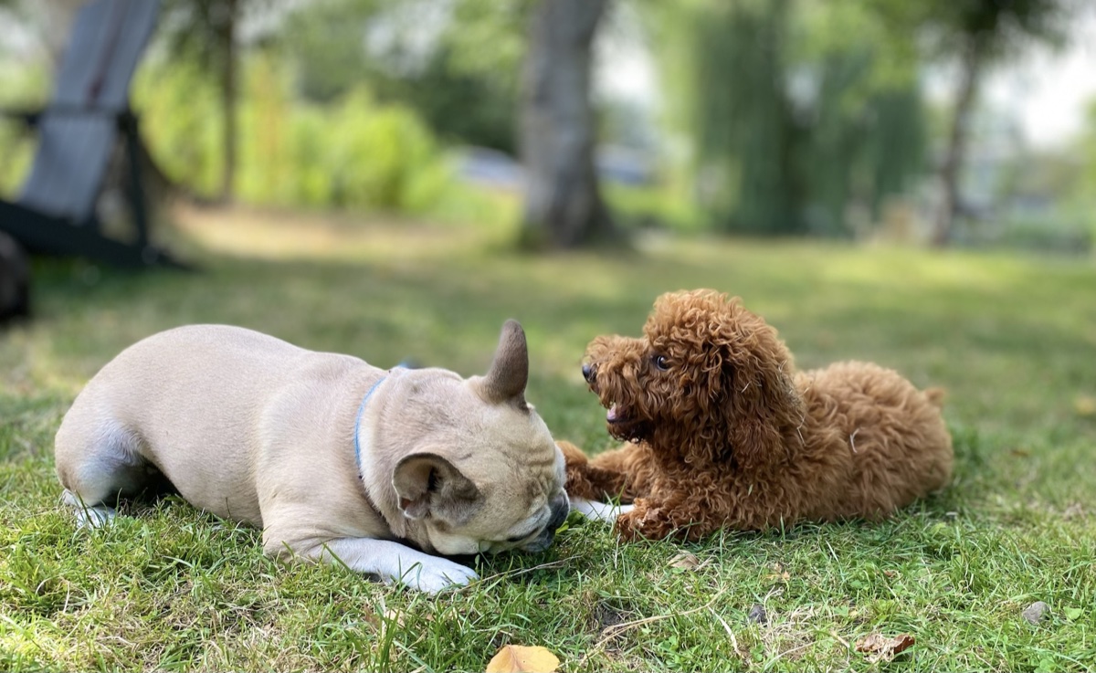Due cani di diverse dimensioni condividono un contatto sociale rilassato durante l'asilo diurno