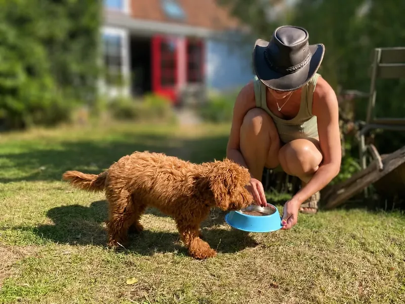 Verzorger geeft een hond buiten zijn vertrouwde maaltijd