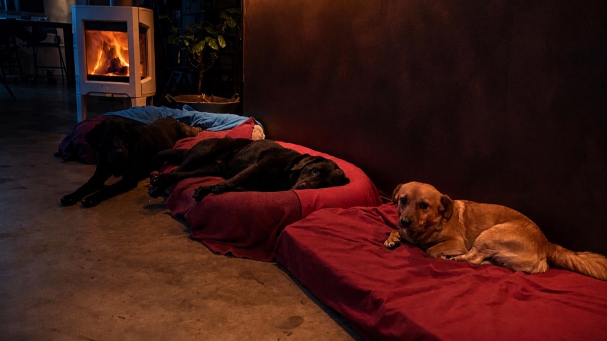 Diversi cani riposano insieme su comodi letti nella zona notte in ambiente familiare