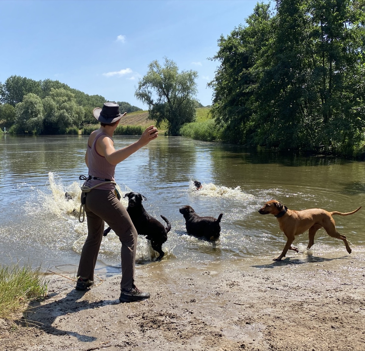 Una persona di riferimento accompagna un piccolo gruppo di cani in una lunga passeggiata con giochi d'acqua