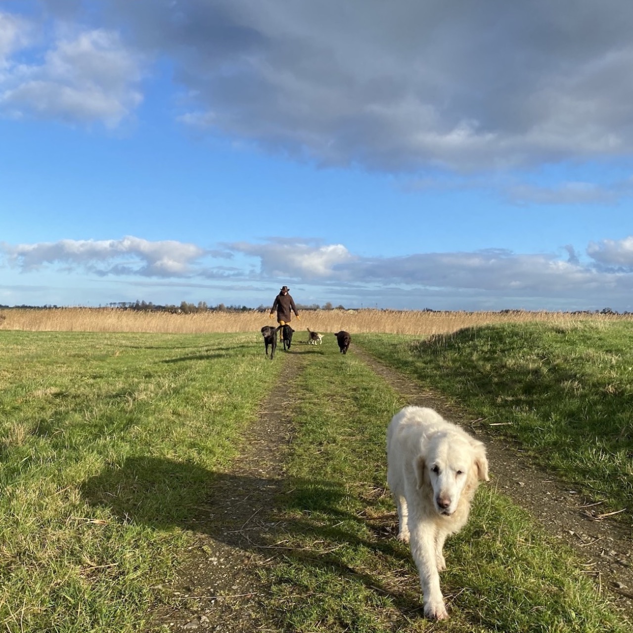 緑豊かな環境で長い散歩をする、親しみのある小さな犬のグループ