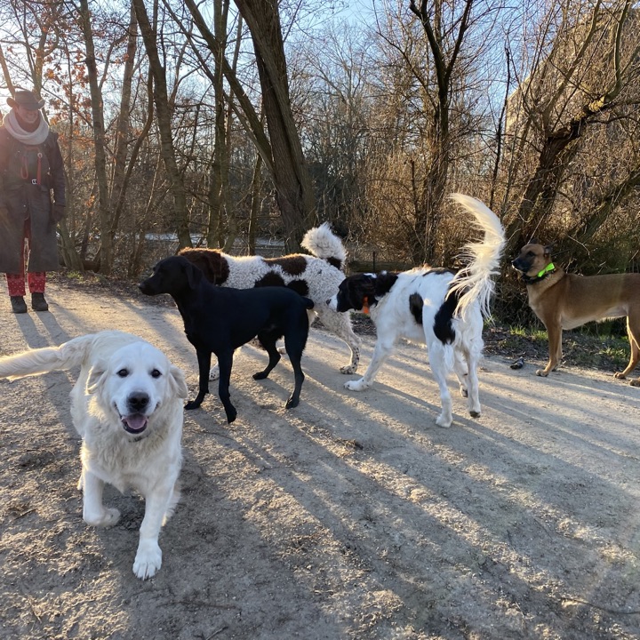慎重に構成されたさまざまなサイズの犬のグループが一緒に散歩します