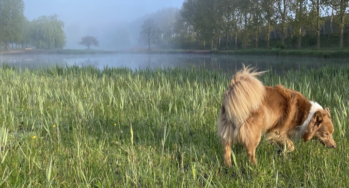 水辺の背の高い草の匂いを嗅ぐ犬
